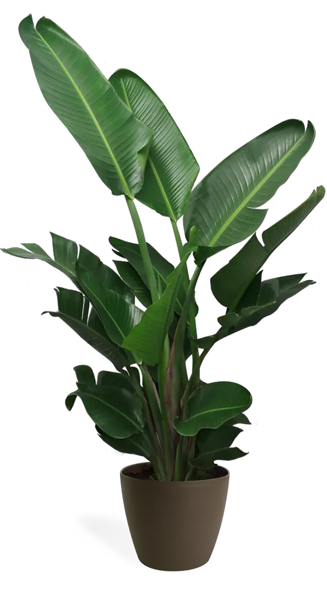 House Plant Png