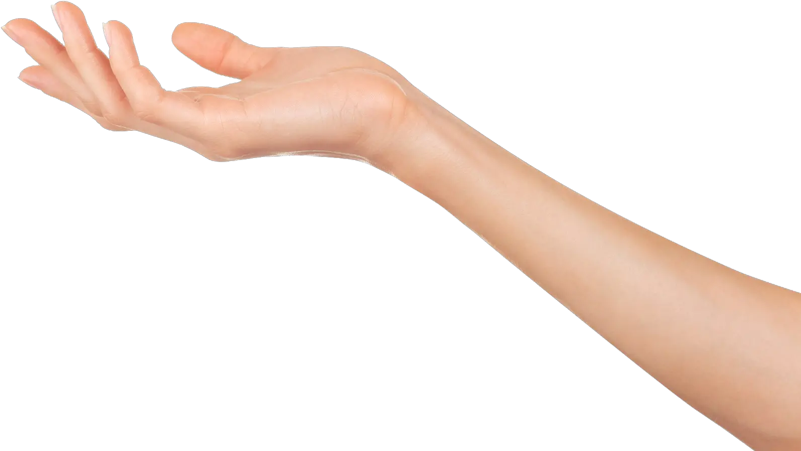 Transparent Mano Png Woman39s Arm And Hand