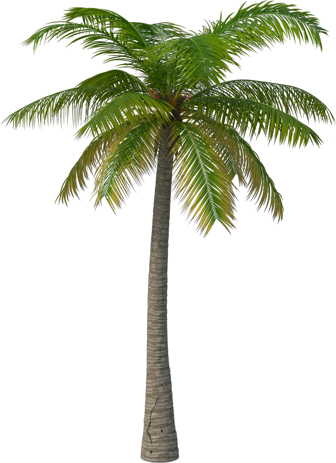 Palm Tree Png Image Palm Tree Transparent Background