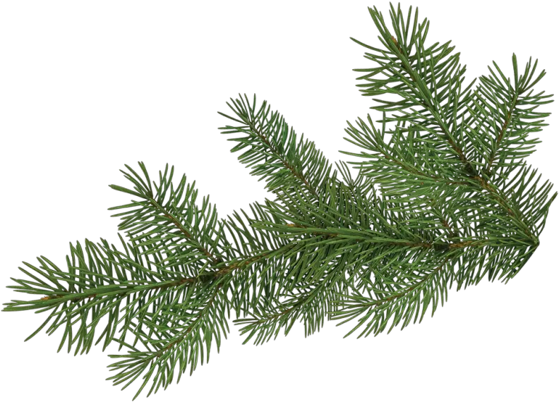 Pine Tree Branch Pine Tree Branch Png