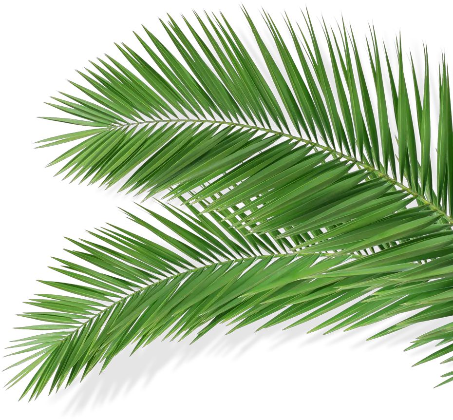 Blue Palm Leaves Png