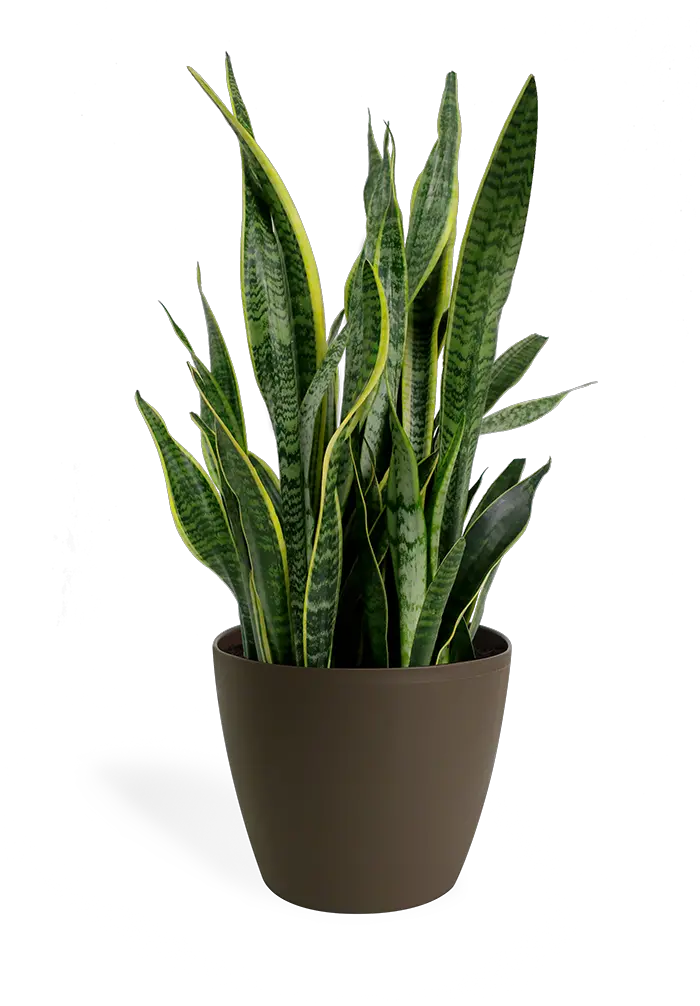 Snake Plant Png