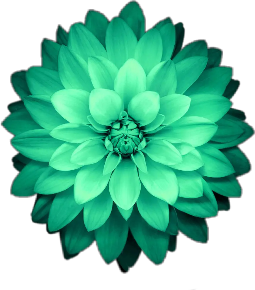 Transparent Green Flower Png Picsart Green Flower Png