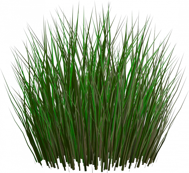 Best Free Grass Png Image Without Background Grass Plants Png File