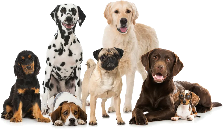 Dogs Png Best Dog Breeds