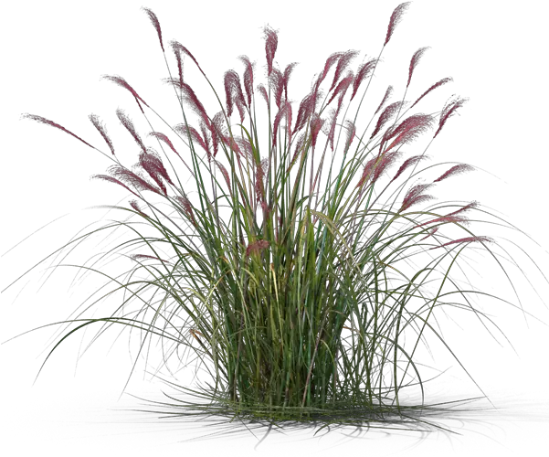 Transparent Ornamental Grass Png