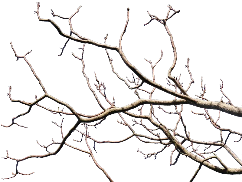 Dead Tree Branch With Transparent Background Png Tree Branches Transparent Background