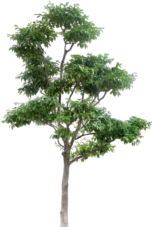 Arbre Png Download High Resolution Trees Png High Resolution Tree Png