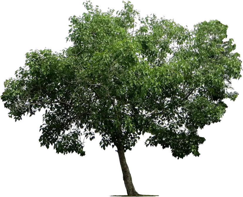 Transparent Deciduous Tree Png Transparent Background Tree Png