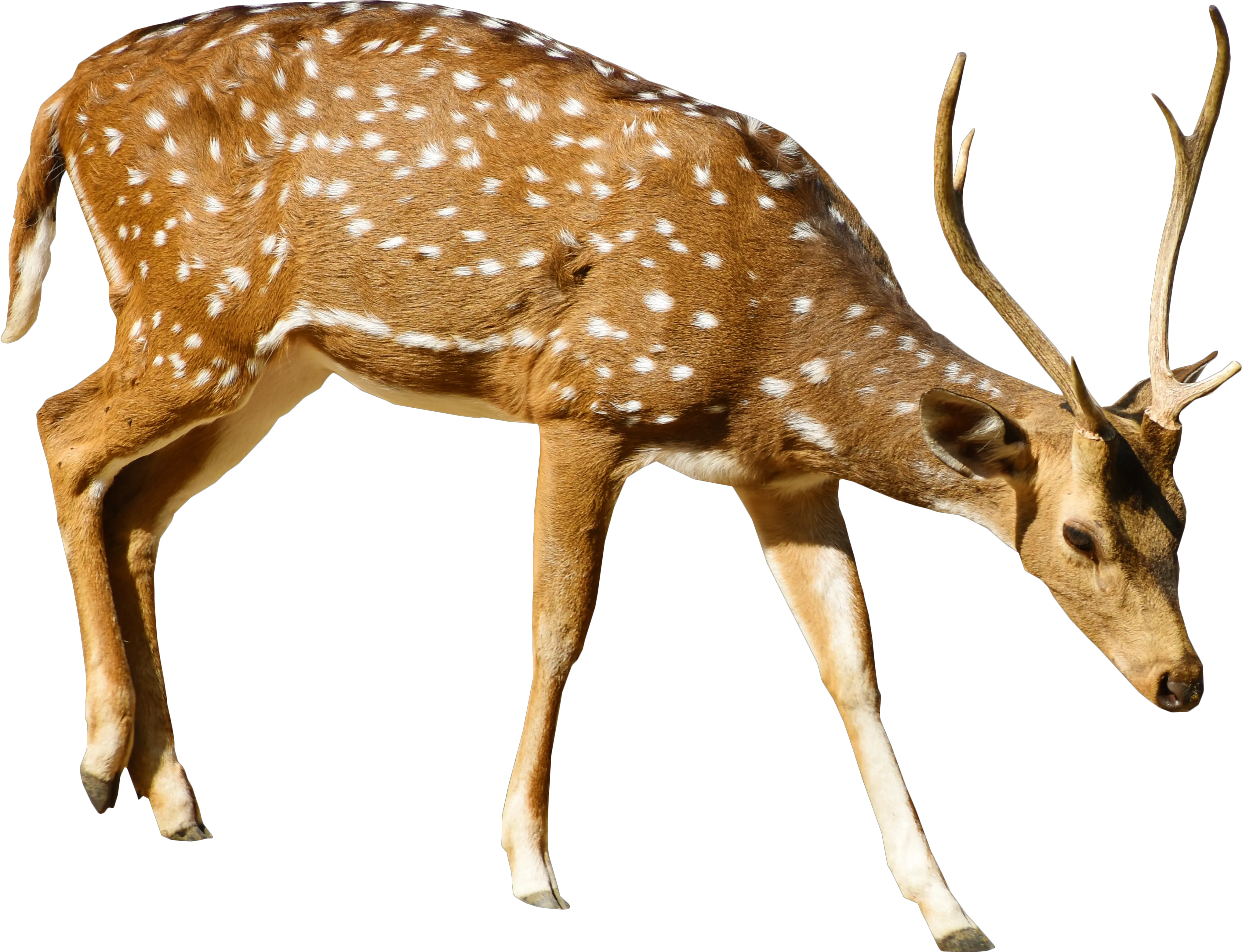 Brown Deer With White Spots Standing Png Image Deer Png