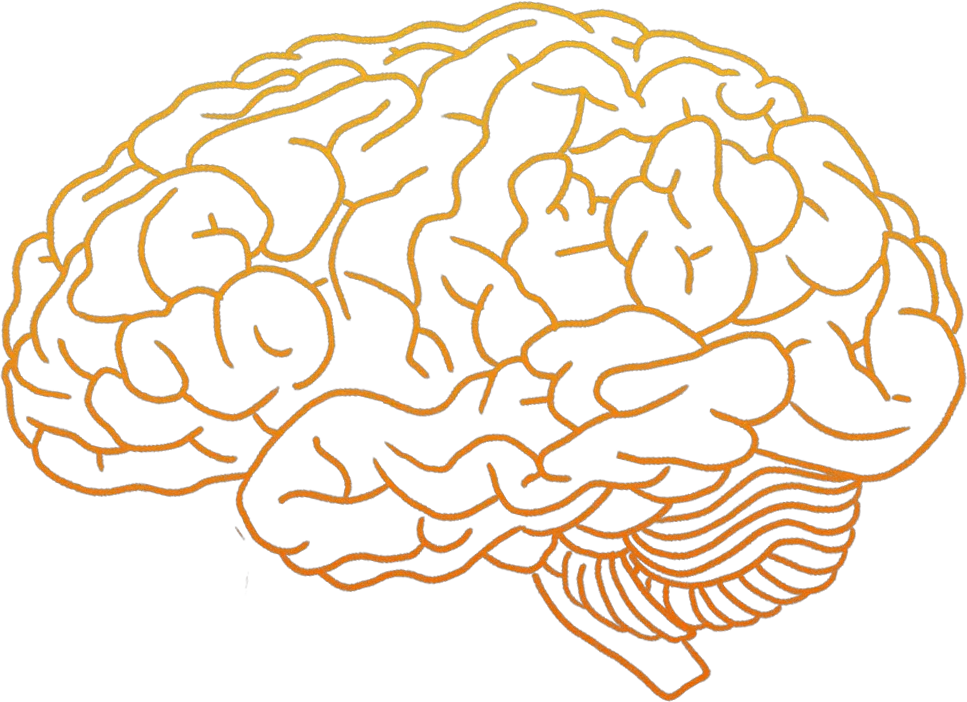 Human Brain Clip Art Human Brain Brain Png