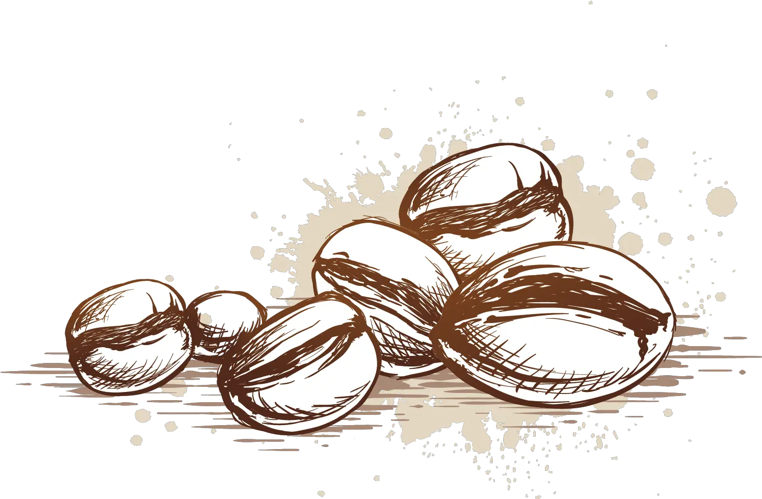 Beans Vector Coffee Seed Coffee Bean Vector Png