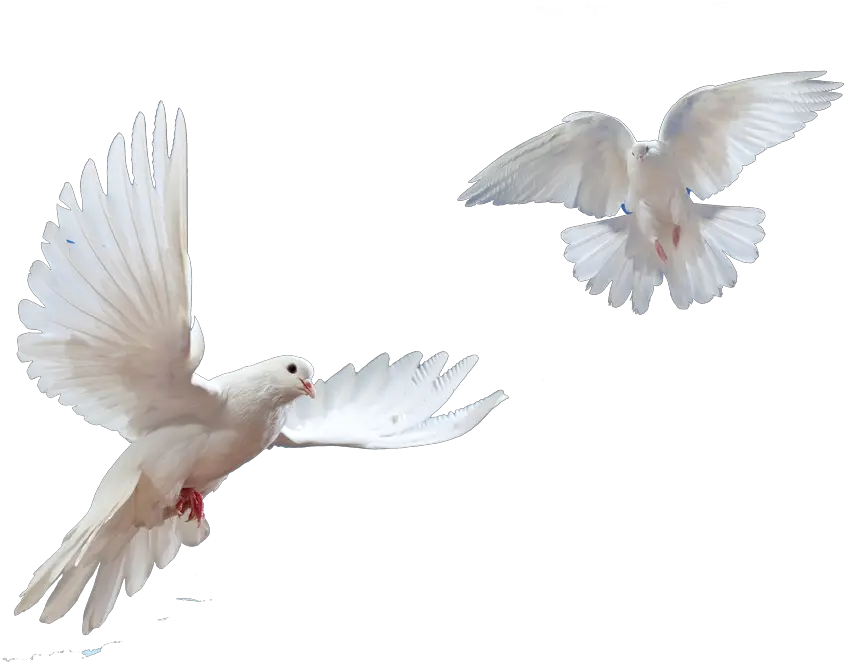 Doves Flying In Sky Png Flying Bird Dove Png