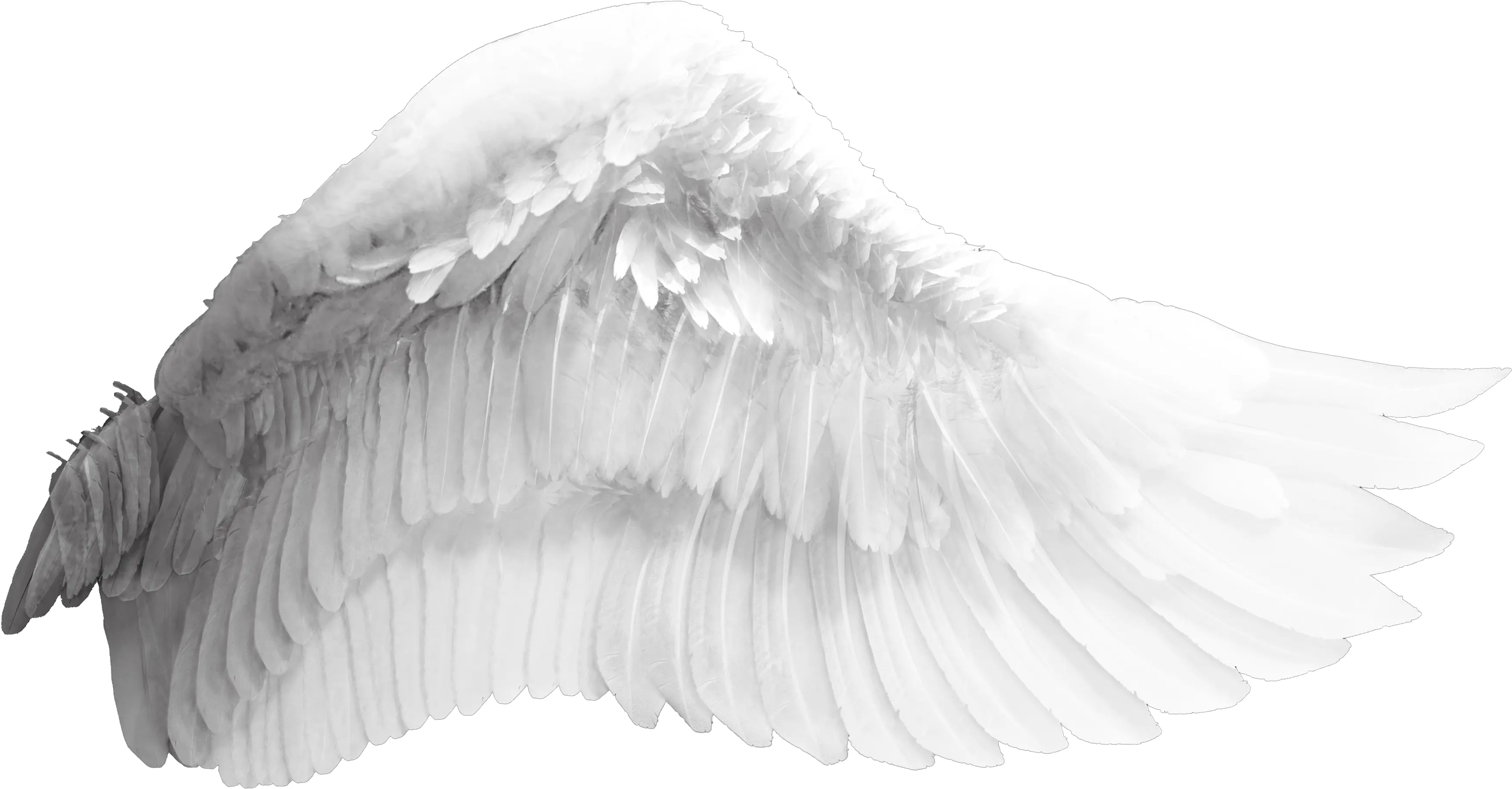 Wing Download Bird Wings Transparent Background Free