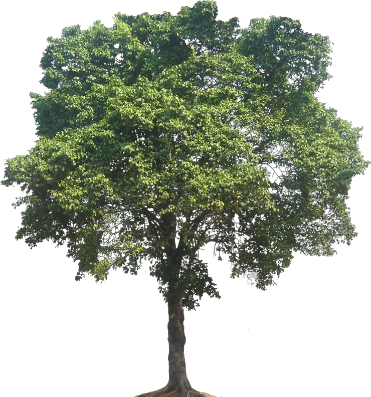 Tall Oak Tree Png