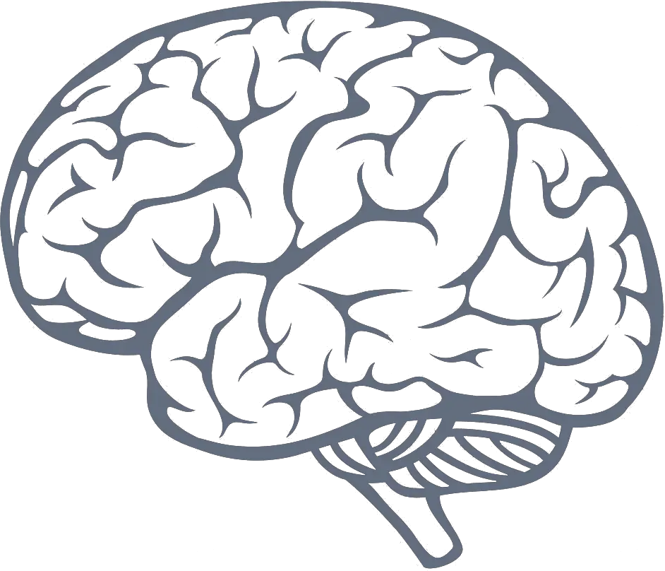 Transparent Brain Png