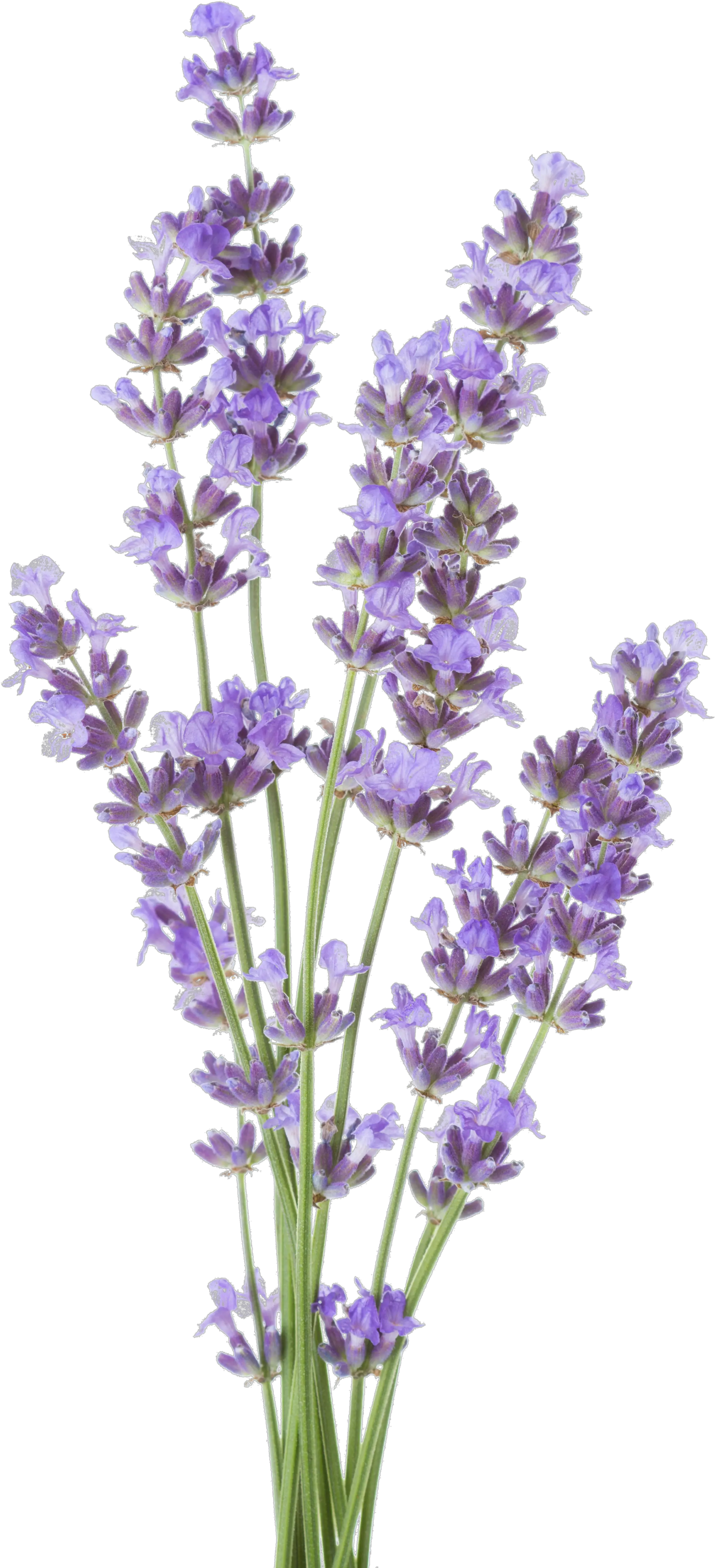 Lavender Royalty Free Lavender White Background