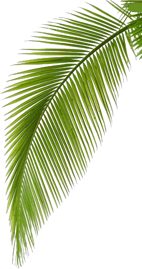 Transparent Leaf Branch Clipart Transparent Background Coconut Leaf Png