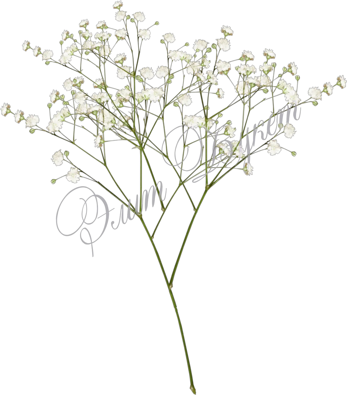 Top Images For Baby Breath Flowers Png White On Picsunday Baby Breath Flower Png