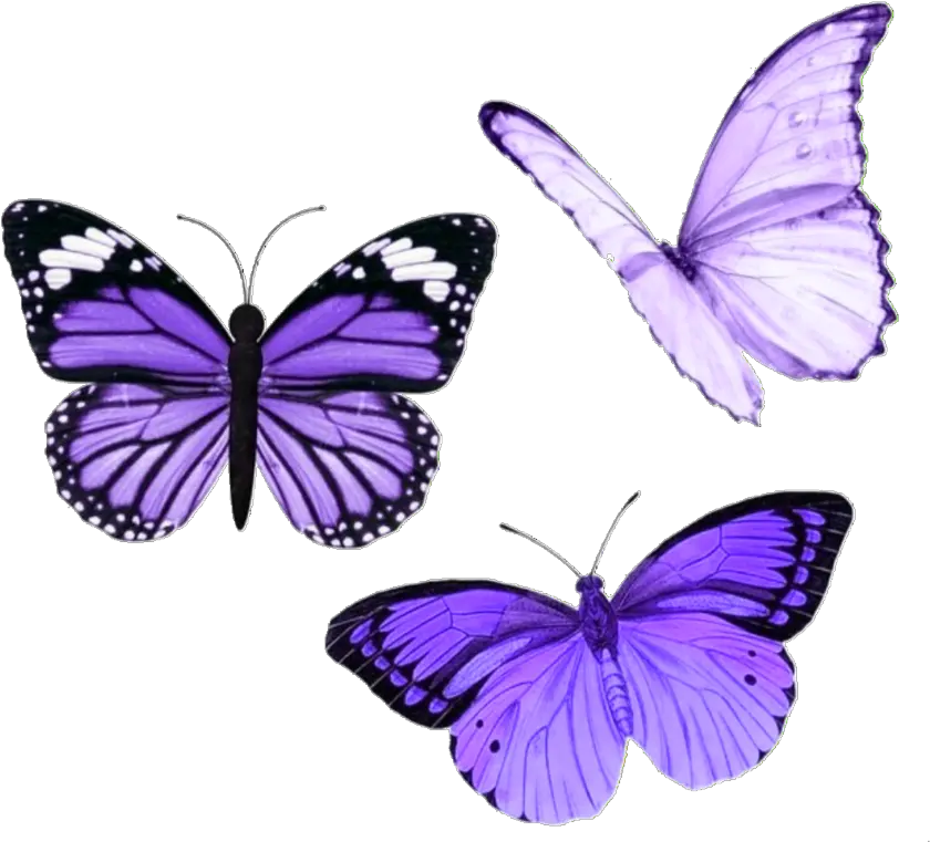 butterfly butterflies purple aesthetic tumblr Purple Aesthetic Stickers Butterfly