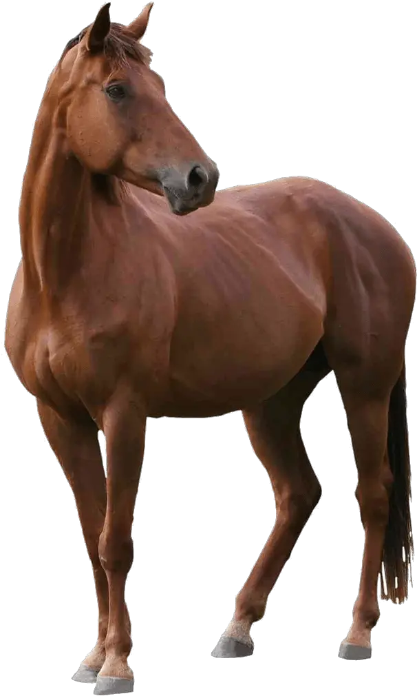 Image Real Brown Horse Png