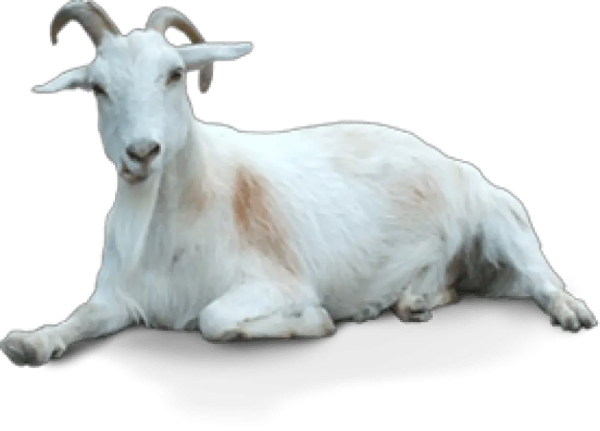 Free Png Of Goat Transparent Background Goat Png