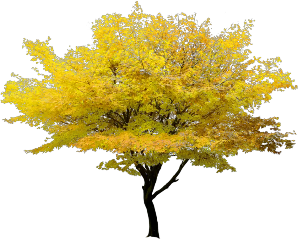 Transparent Autumn Tree Png Flower Tree Transparent Background