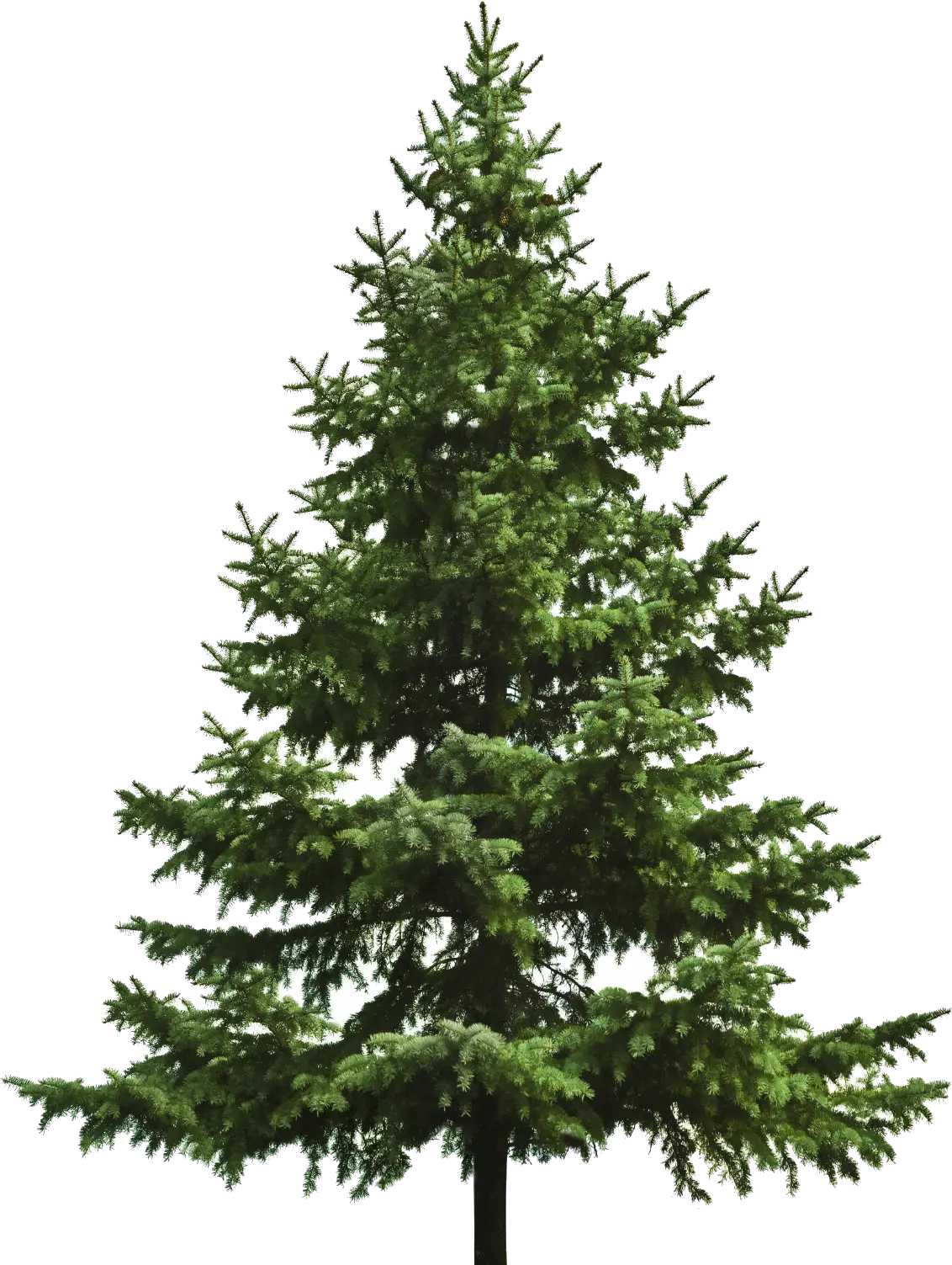 Free Download Of Christmas Tree Icon Clipart Transparent Pine Tree Png