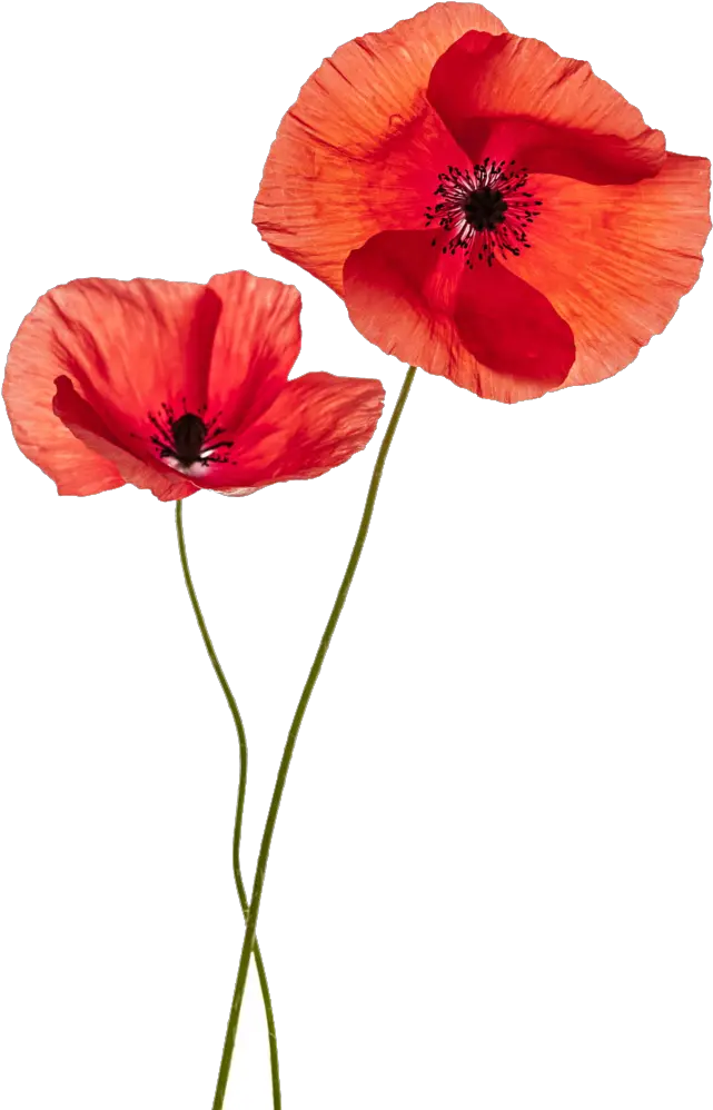 Common Poppy Flower Stock Photography Remembrance Poppy Transparent Background Poppy Flowers Png