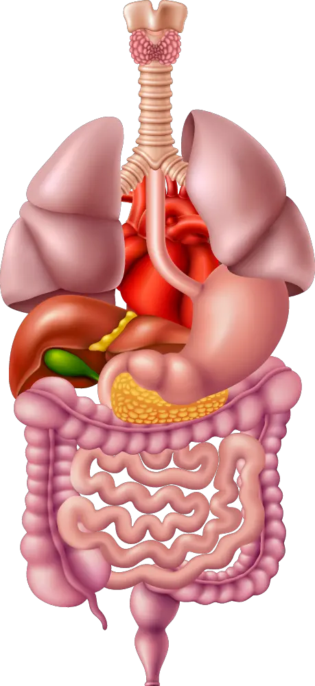 Illustrated Image Representing The Human Digestive Human Digestive System Png