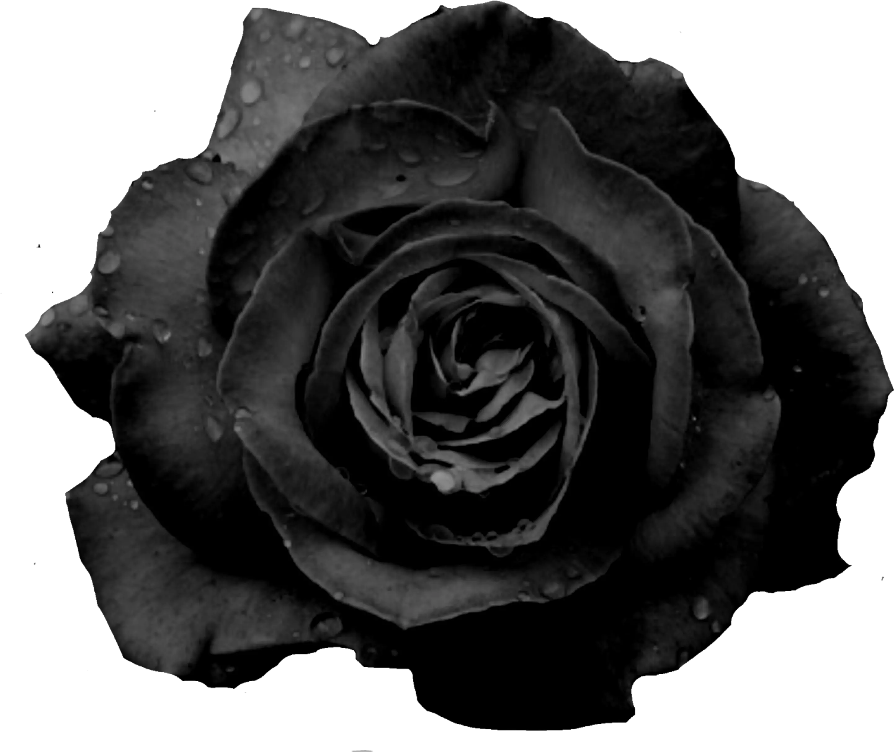 blackrose freetoedit Black Rose Flower Png