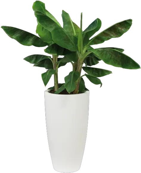 White Pot Plant Png