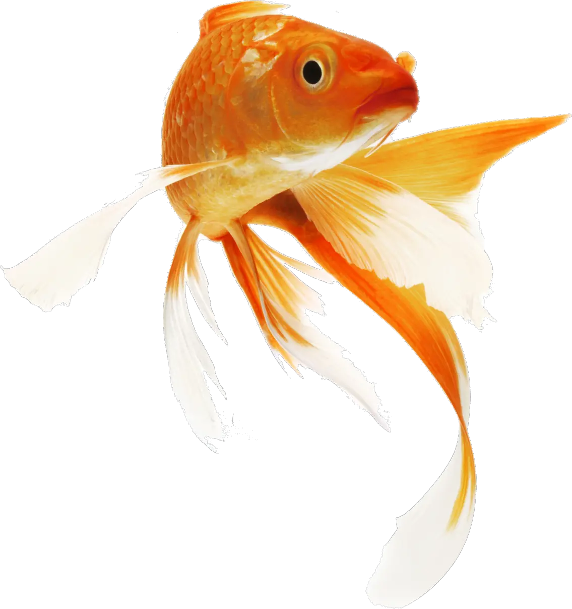 Golden Fish Png Transparent