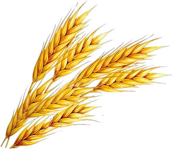 Wheat Png Free Download Wheat Clipart