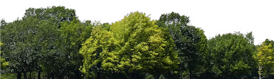 Forest Background Png Download Forest Tree Background Png