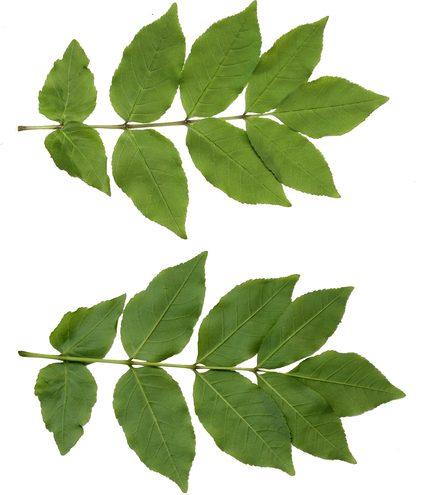 Tree Leaf Texture Png