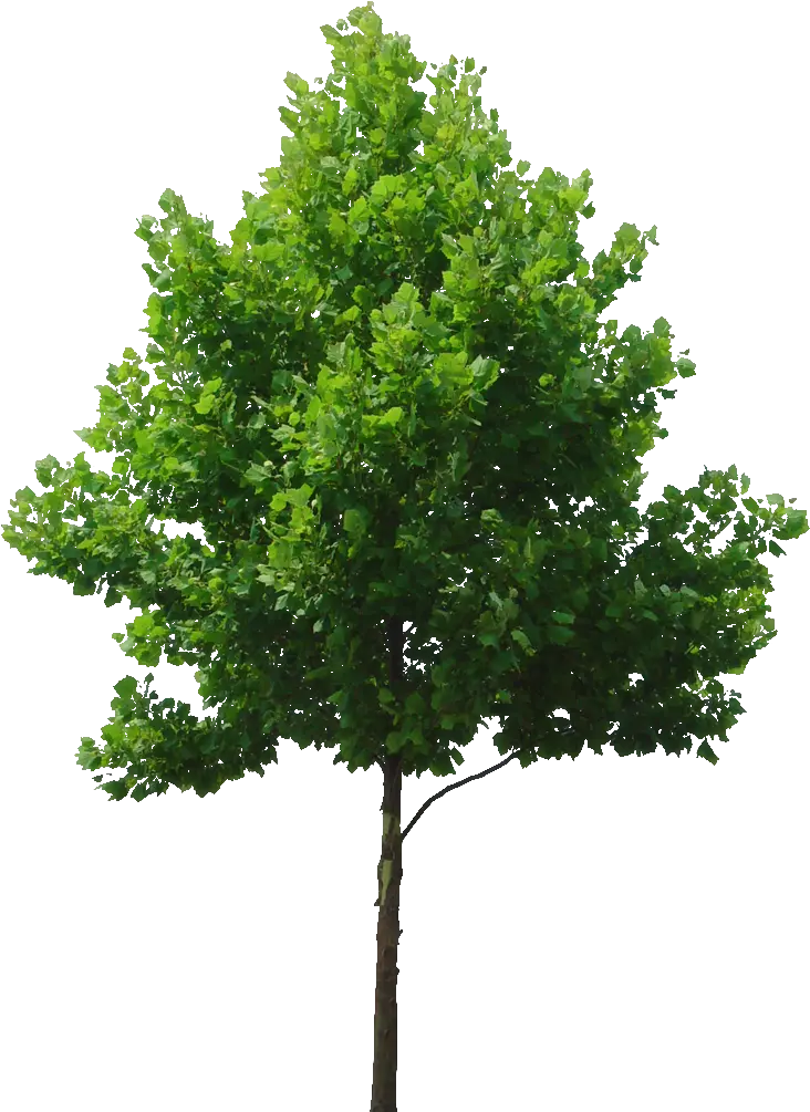 Transparent Shrubs Png Tree High Resolution Png