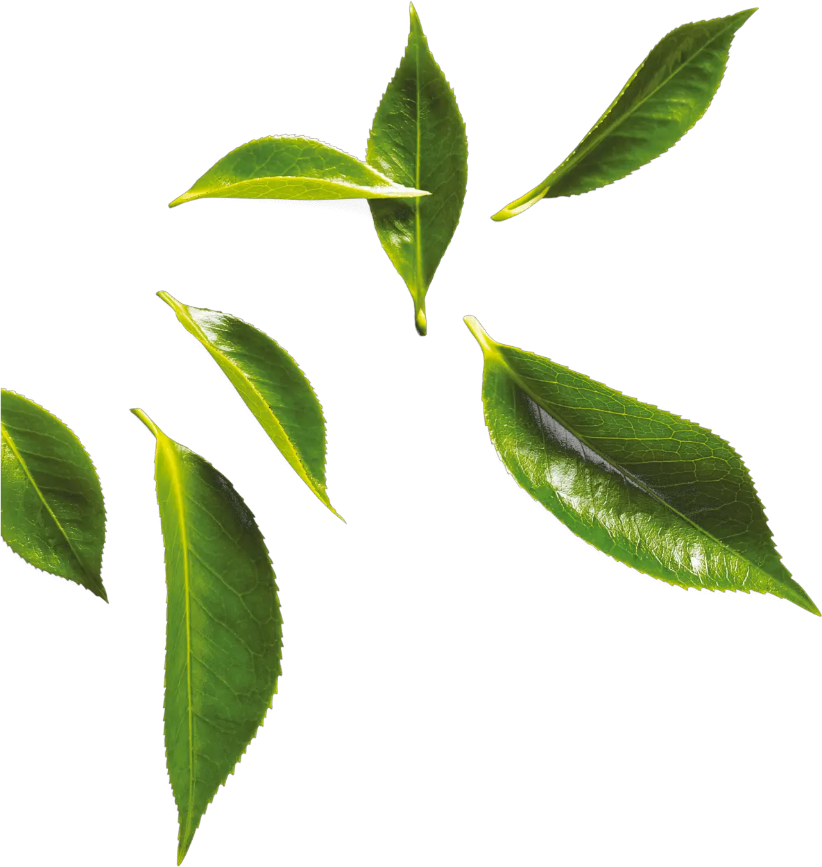 Tea Tree Hd Photo Download