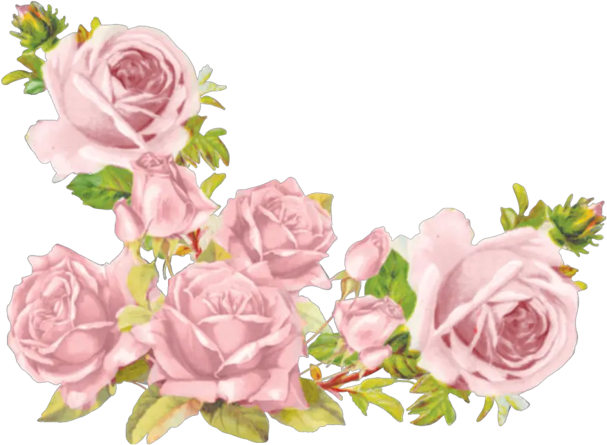 Aesthetic Flowers Transparent Background