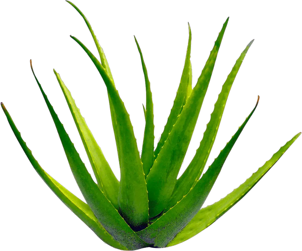 Planta Aloe Vera Transparent Background Aloe Vera Png