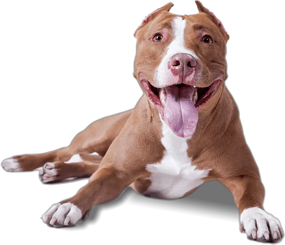 Pitbull Lying Down Transparent Background Dog Png