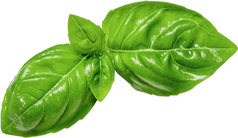 Fresh Basil Leaf Png