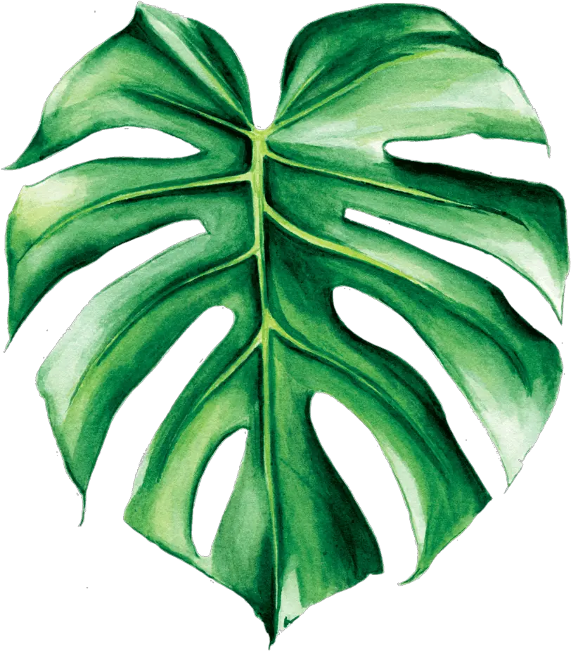 Green Leaf Aesthetic Sticker