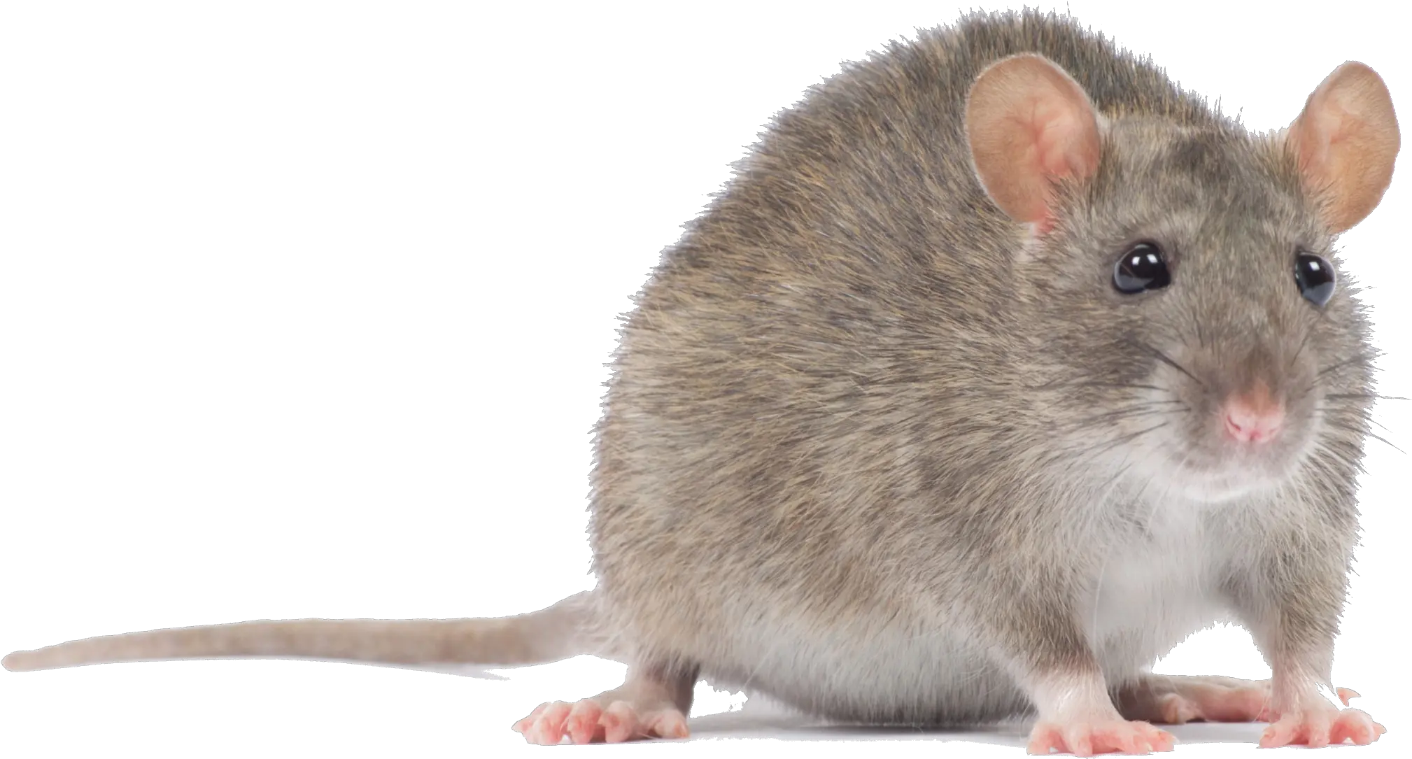 Transparent Mouse Animal Png Mouse Animal Png