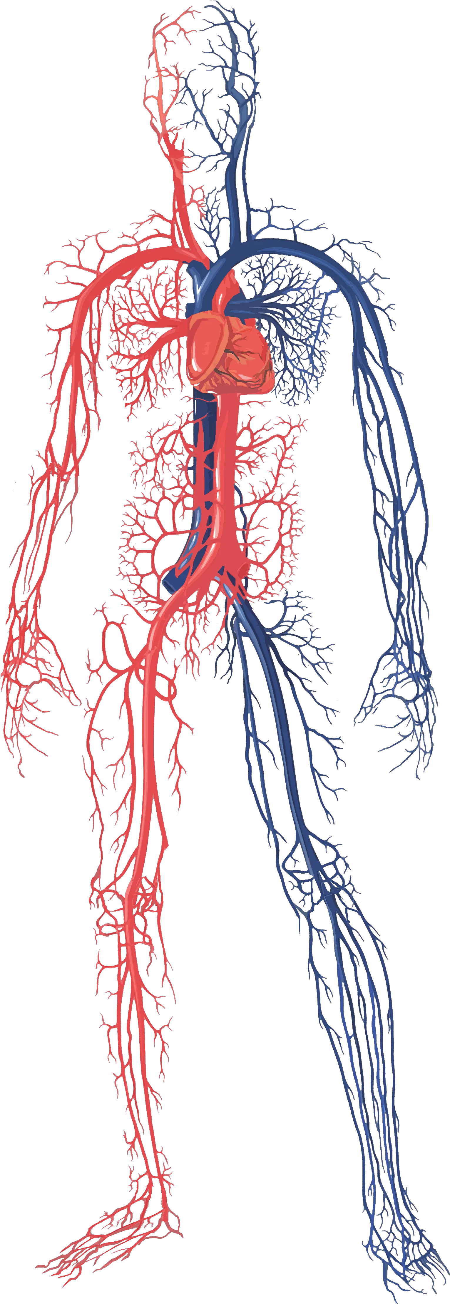 Human Circulatory System Png