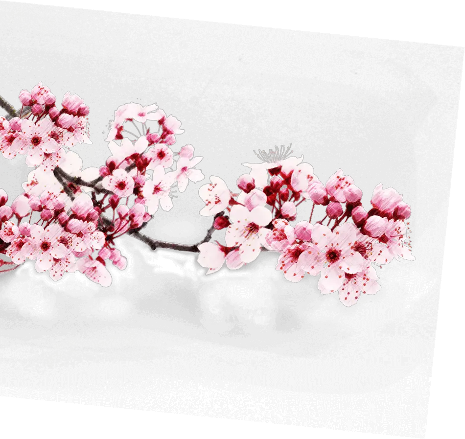 Cherry Blossom Png Japanese Flower Sakura Png