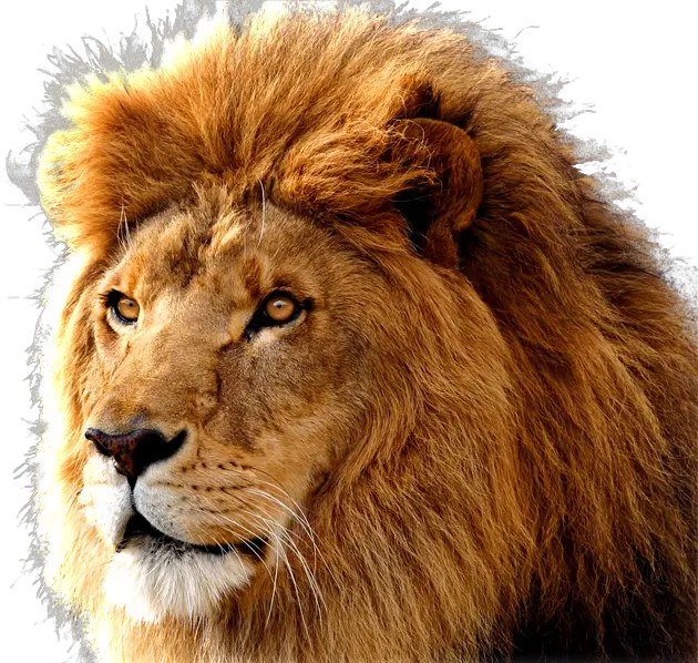 Lion Png Image