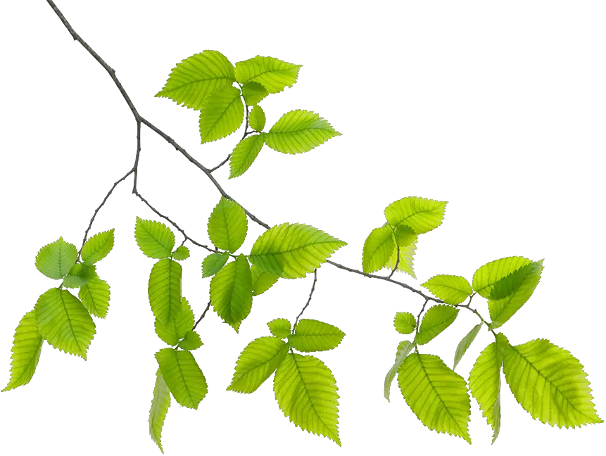 Green Leaf Branch Png