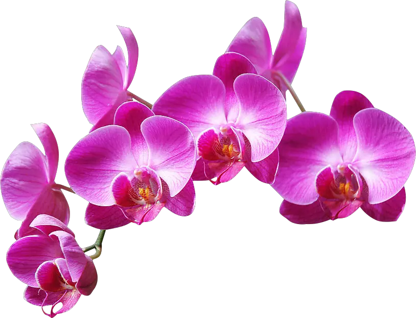 ftestickers flowers Purple Orchids Png