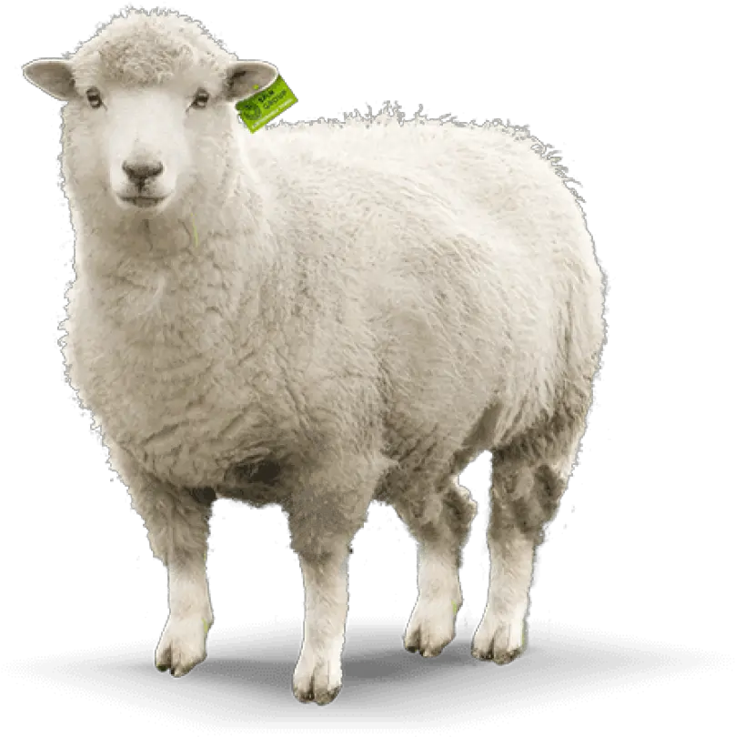 Transparent Background Sheep Png